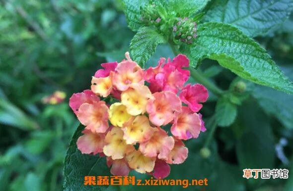 五彩梅的养殖方法和注意事项 五彩梅有毒吗