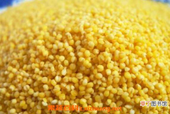小黄米的功效与作用 吃小黄米有什么好处