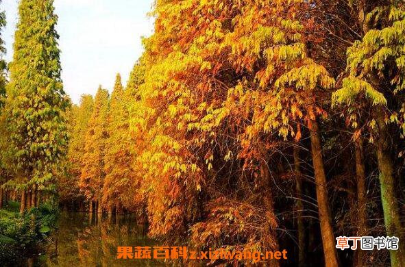落羽杉和水杉区别 落羽杉的详细介绍