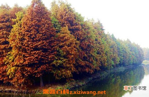 落羽杉和水杉区别 落羽杉的详细介绍
