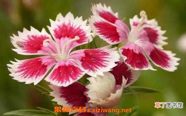 五彩石竹种子怎么种 五彩石竹种子种植方法