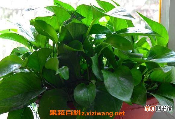 绿萝叶子变黄的原因 绿萝叶子变黄怎么办