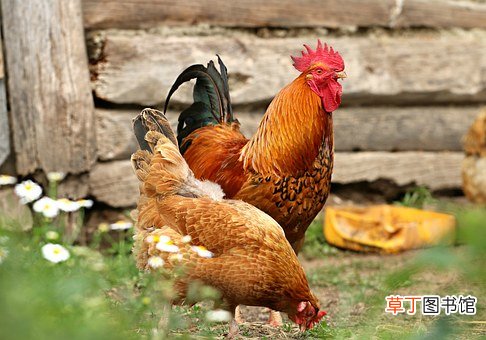 男鸡女狗属相结婚的后果