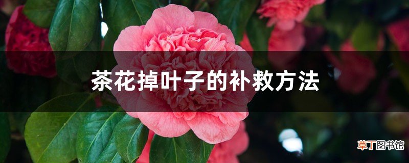 茶花掉叶子的补救方法