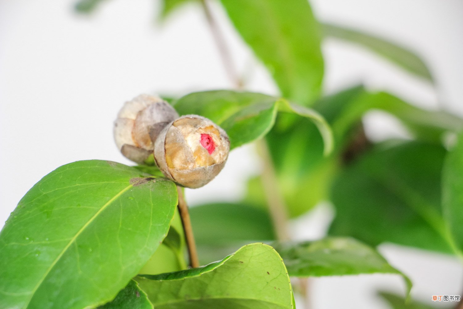 茶花怎么养