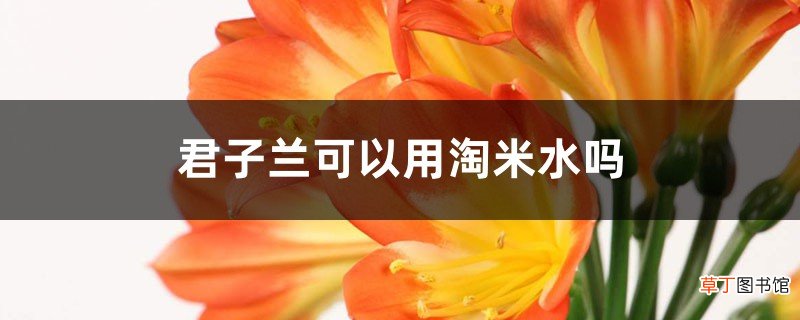 君子兰可以用淘米水吗