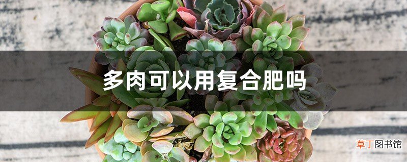 多肉可以用复合肥吗