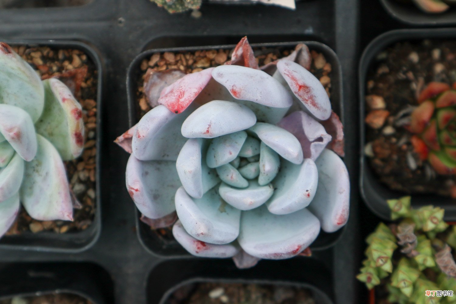 多肉可以用复合肥吗