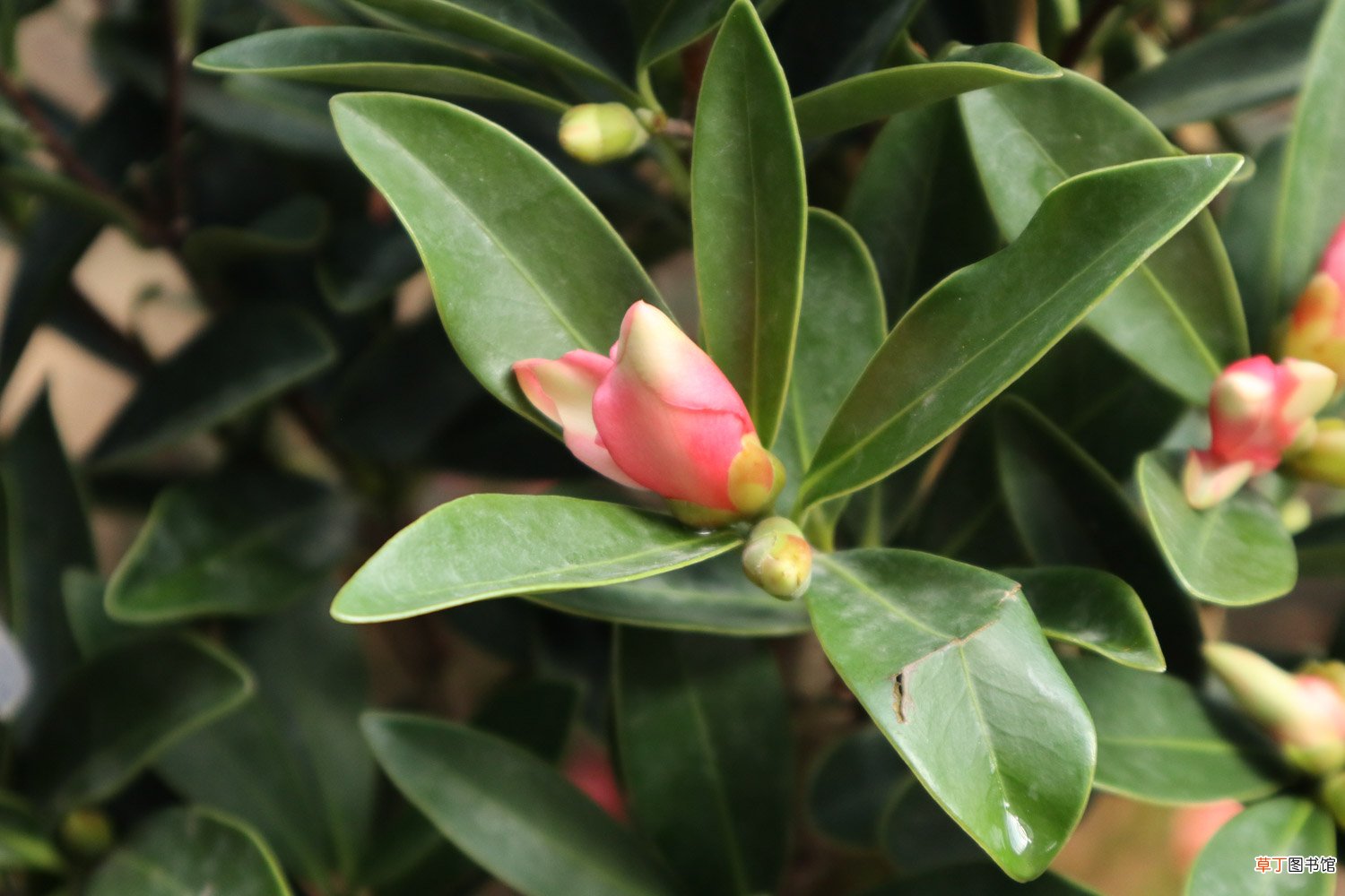 茶花换盆注意事项