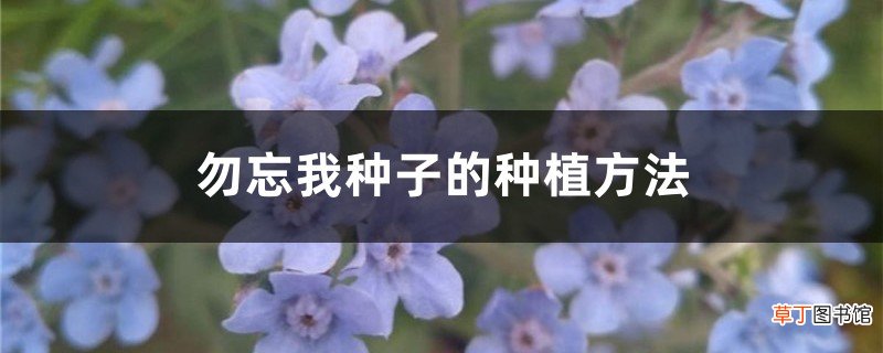 勿忘我种子的种植方法