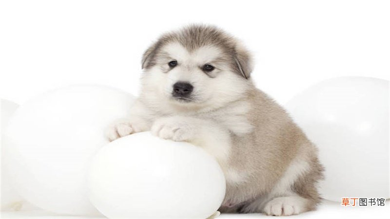 属狗与属鸡相配吗