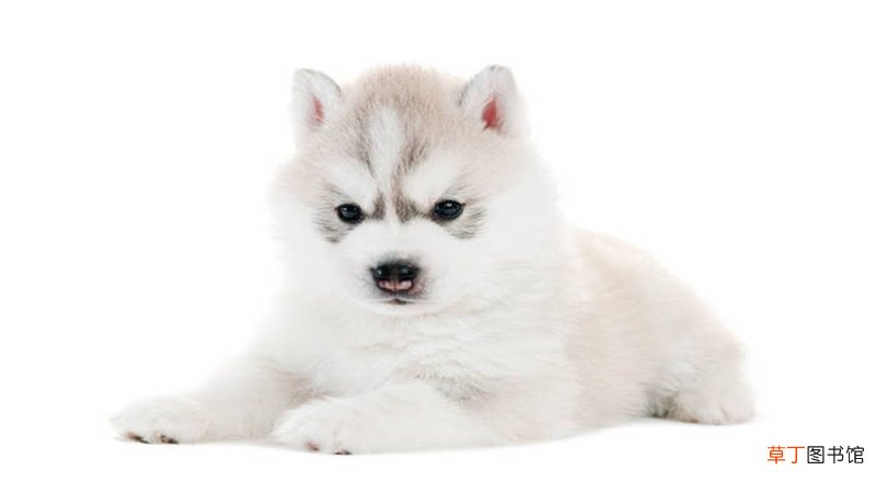 属狗与属鸡相配吗