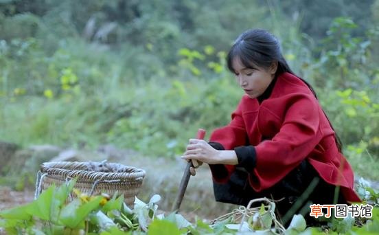 李子柒个人资料背景介绍 李子柒以后会不会更新视频了