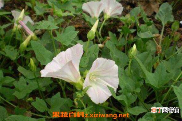 打碗花图片 打碗花的养殖方法和技巧