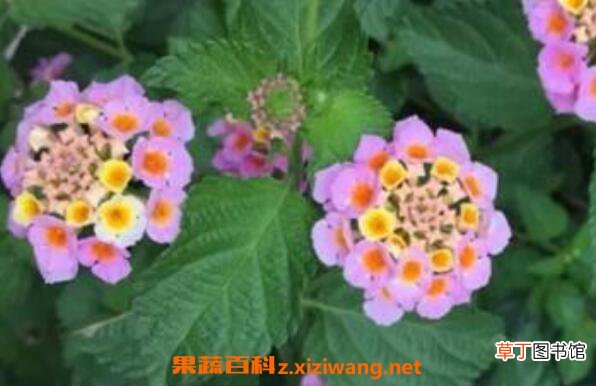 变色梅如何养殖 变色梅的养殖方法与注意事项