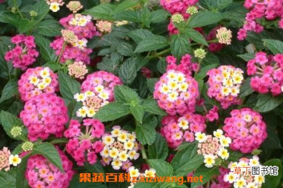 变色梅如何养殖 变色梅的养殖方法与注意事项