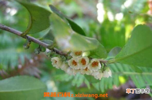 米碎花怎么养殖 米碎花的养殖方法
