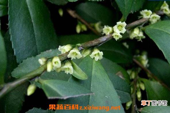 米碎花怎么养殖 米碎花的养殖方法