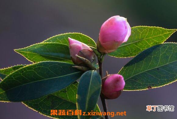 山茶花 野生山茶的功效与作用