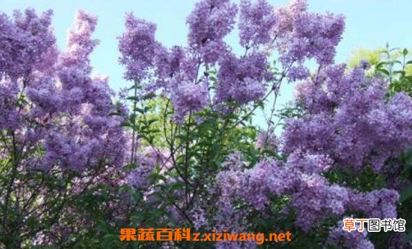 丁香花叶子的功效与作用 为什么丁香花叫狗牙花