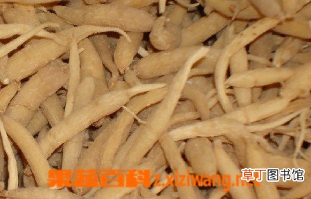 沙参的功效与药用作用