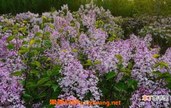 丁香花叶子的功效与作用 为什么丁香花叫狗牙花