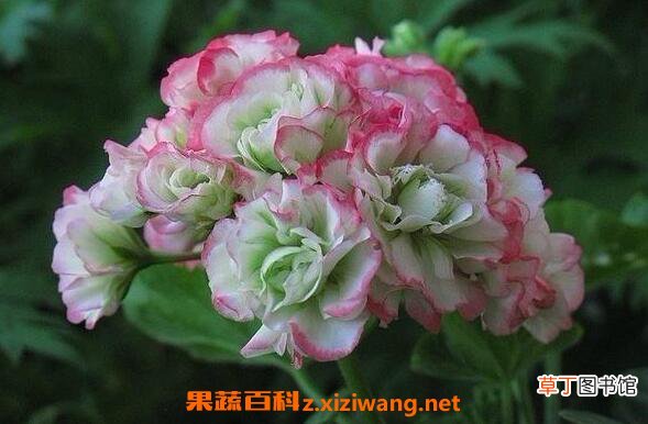 天竺葵的功效与作用与禁忌