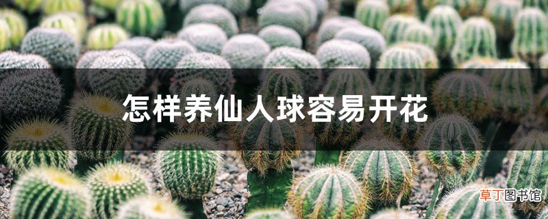怎样养仙人球容易开花