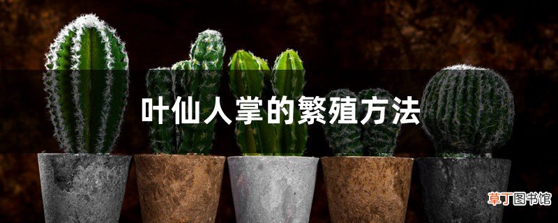 叶仙人掌的繁殖方法