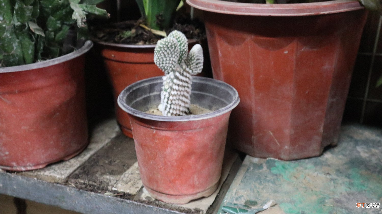 仙人掌怎么种