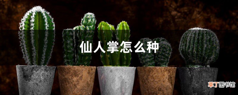 仙人掌怎么种