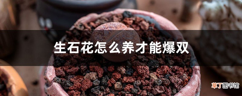 生石花怎么养才能爆双