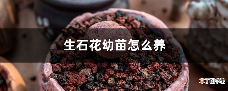 生石花幼苗怎么养