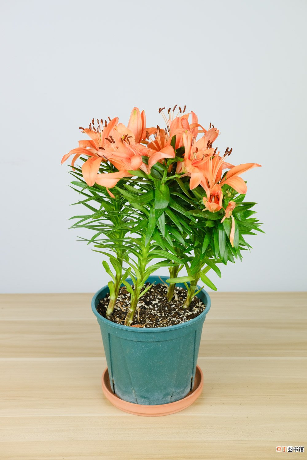 百合花怎么养