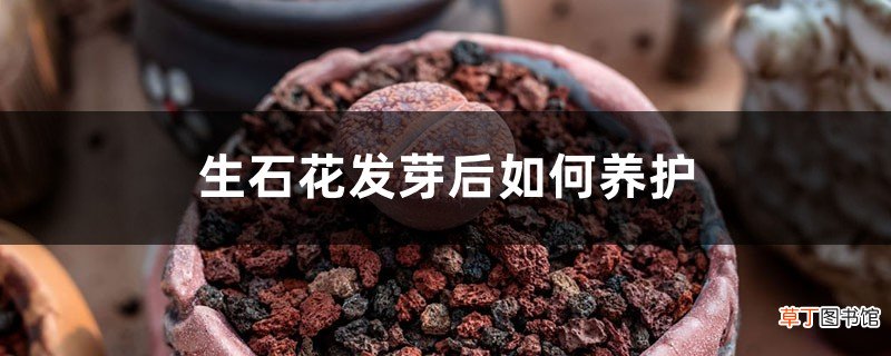 生石花发芽后如何养护
