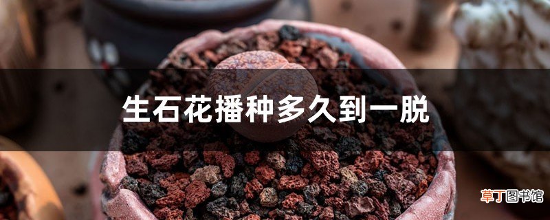 生石花播种多久到一脱