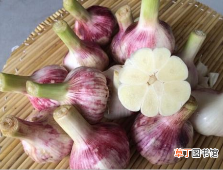 腊八蒜用什么醋好 腌制腊八蒜，用米醋还是陈醋？