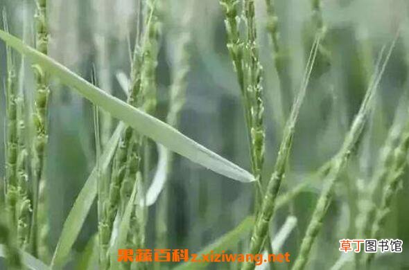 野燕麦如何吃 野燕麦的服用方法