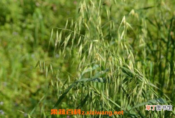 野燕麦如何吃 野燕麦的服用方法