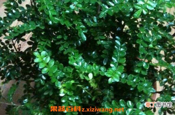 清木香的作用与功效