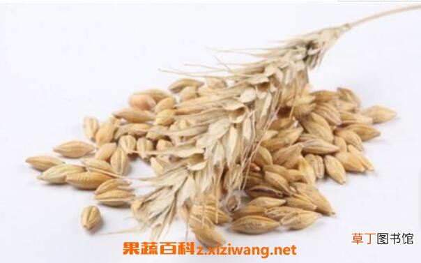 燕麦与野燕麦的区别