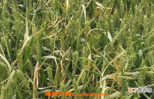 莜麦和燕麦的区别 莜麦的功效与作用