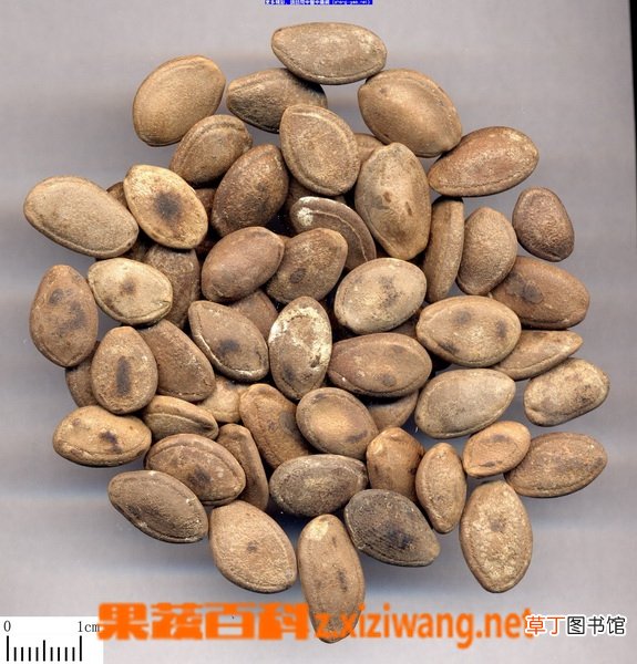瓜蒌的功效与药用作用