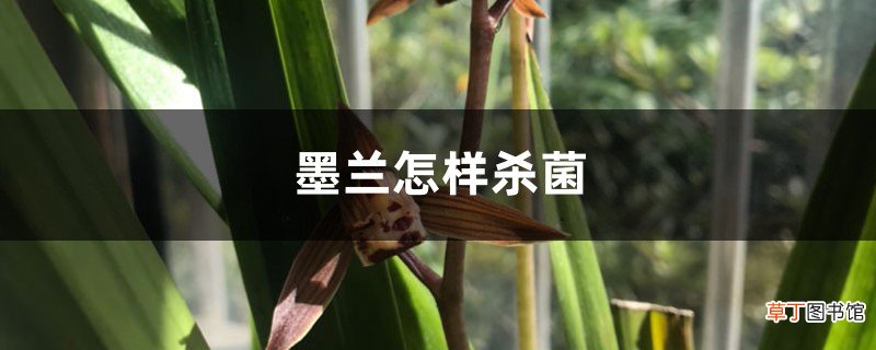 墨兰怎样杀菌