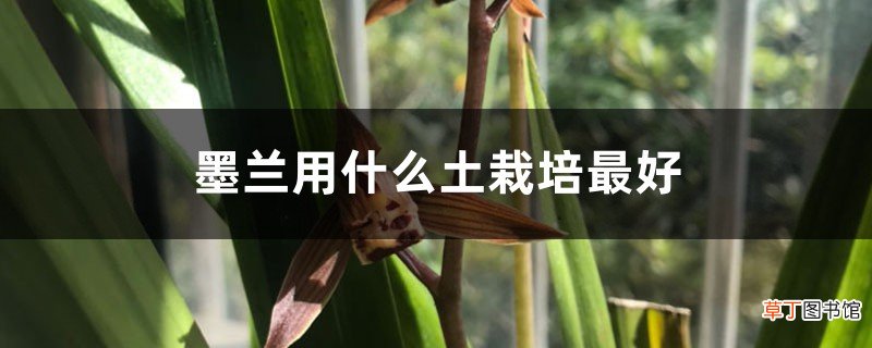 墨兰用什么土栽培最好