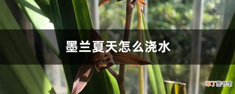 墨兰夏天怎么浇水