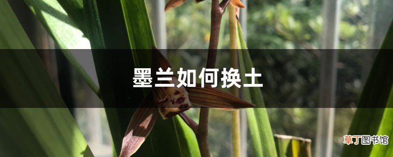 墨兰如何换土