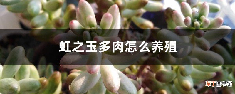 虹之玉多肉怎么养殖