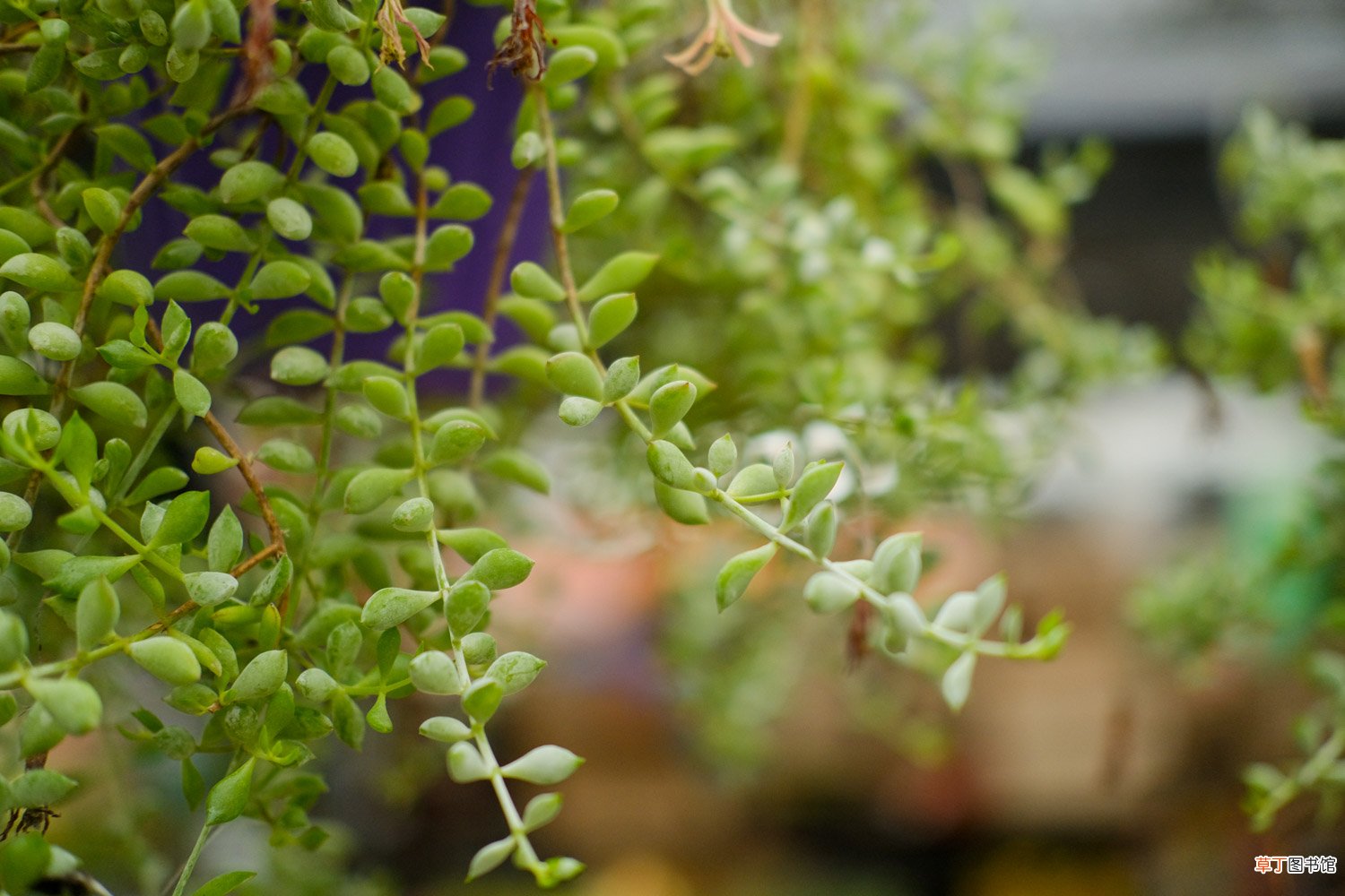 多肉植物玉麒麟怎么养
