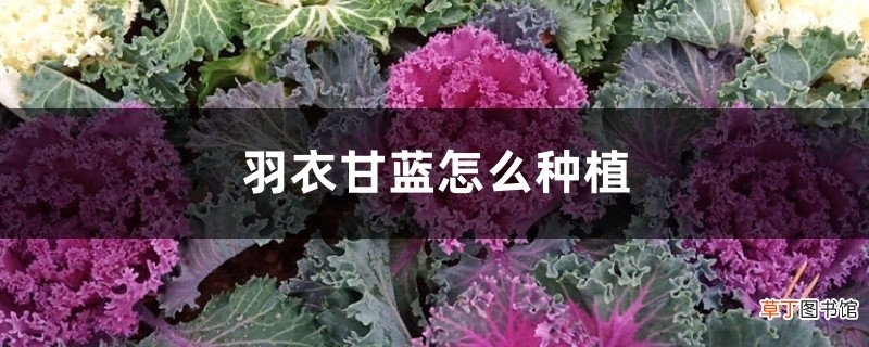 羽衣甘蓝怎么种植